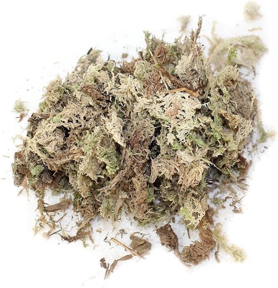 Gerafeld veenmos - Sphagnum girgensohnii Gerafeld veenmos - Sphagnum girgensohnii