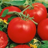 Tomaten zaden - Tomaat Marglobe