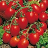 Tomaten zaden - Pruimtomaat Principe Borghese