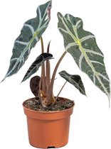 PLNTS - Alocasia Polly - Kamerplant - Kweekpot 12 cm - Hoogte 40 cm