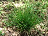 6 x Carex sylvatica - Zegge - pot 9 x 9 cm