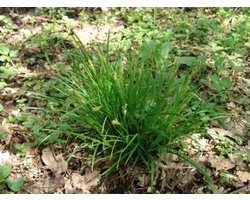 6 x Carex sylvatica - Zegge - pot 9 x 9 cm
