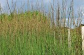 6 x Molinia caerulea 'Heidebraut' - PIJPENSTROOTJE - pot 9 x 9 cm