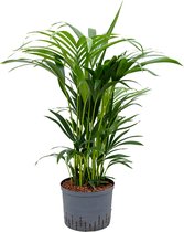 Kentia palm forsteriana adelaide hydrocultuur plant