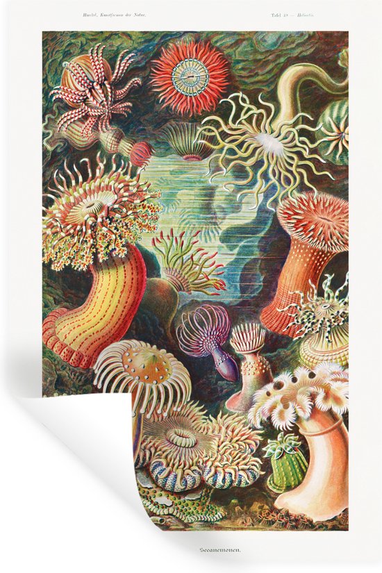 Stickers muraux - Sticker Feuille - Ernst Haeckel - Anémone - Rétro - Nature - Plantes - Mer - 40x60 cm - Feuille Adhésive - Stickers muraux Chambre Enfant - Papier Peint Autocollant