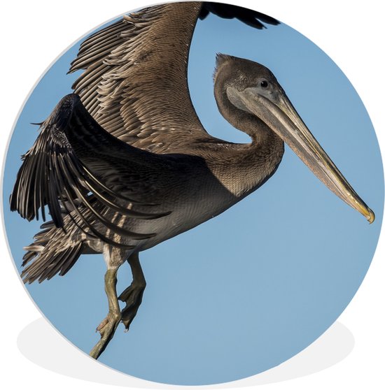 WallCircle - Wandcirkel ⌀ 90 - Een bruine pelikaan vliegt in de blauwe lucht - Ronde schilderijen woonkamer - Wandbord rond - Muurdecoratie cirkel - Kamer decoratie binnen - Wanddecoratie muurcirkel - Woonaccessoires