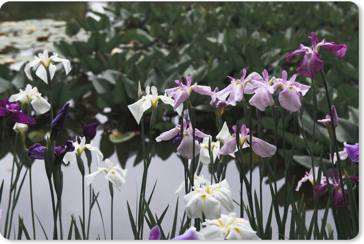 Muismat XXL - Bureau onderlegger - Bureau mat - Japanse irisbloemen - Water - Kleuren - 90x60 cm - XXL muismat