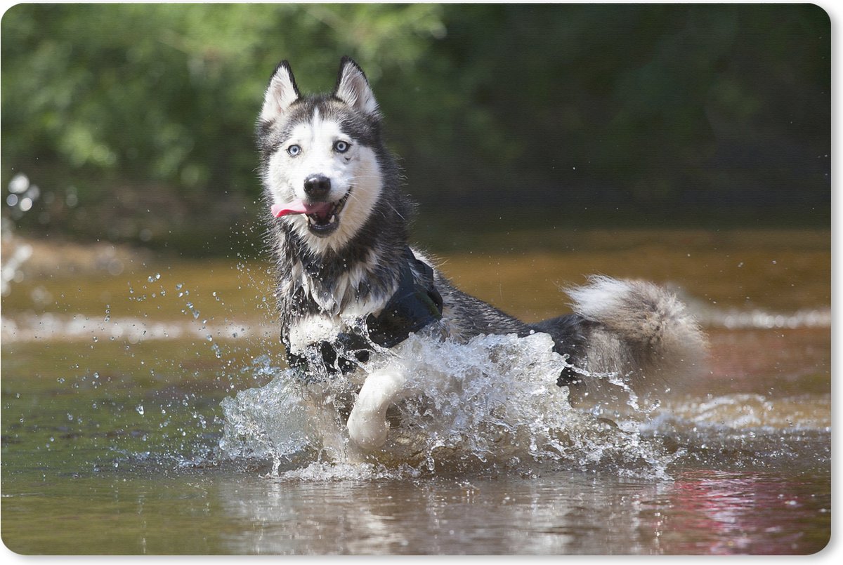 Muismat XXL 90x60 cm - Bureau onderlegger - Bureau mat Husky in het water - Bureaumat - Gaming mousepad xl - Bureaulegger groot - Computer deskmat