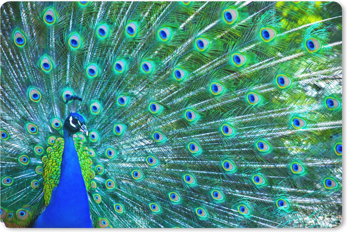 Muismat XXL 120x80 cm - Bureau onderlegger - Bureau mat Pauw - Blauw - Dieren - Bureaumat - Gaming mousepad xl - Bureaulegger groot - Computer deskmat