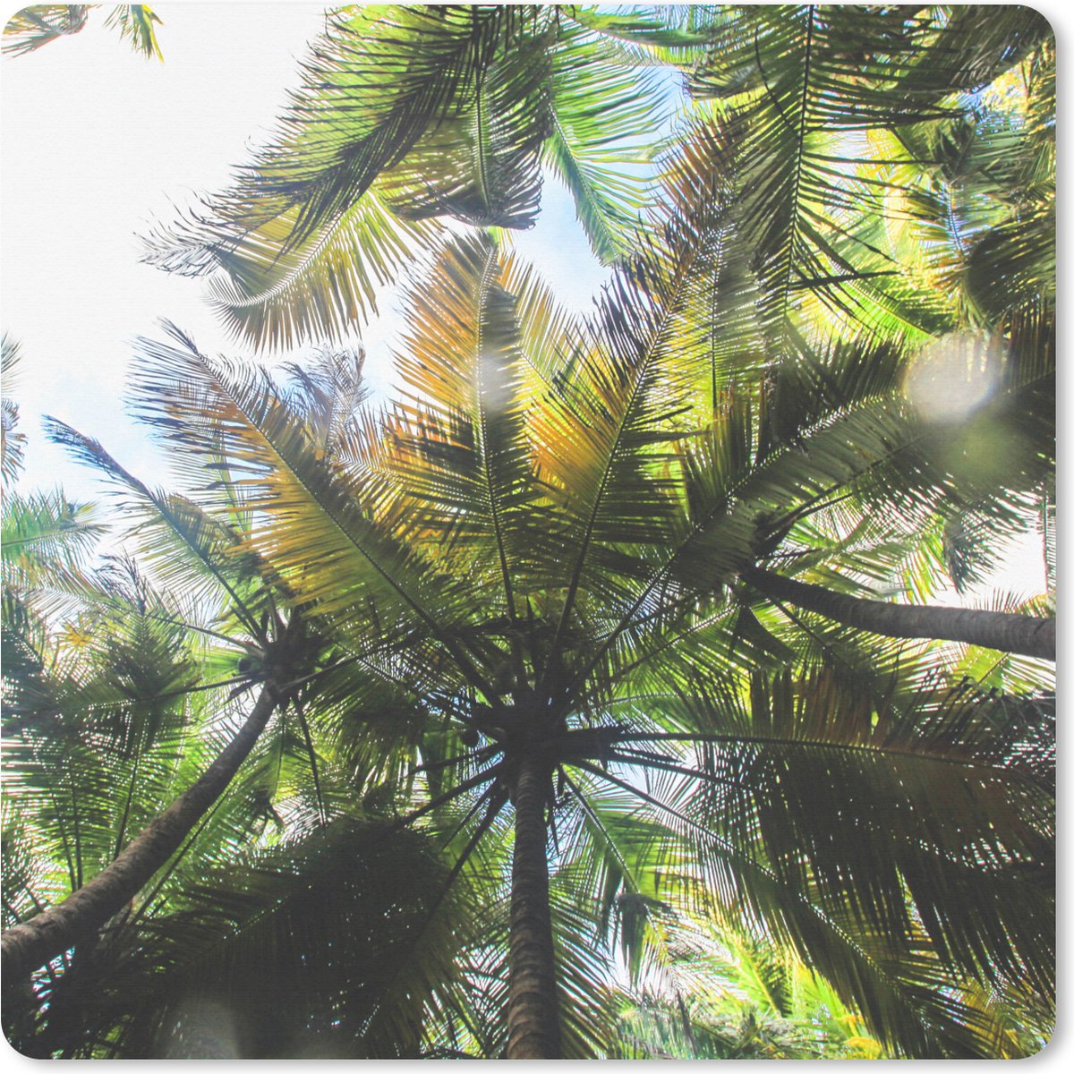 Muismat XXL 40x40 cm - Bureau onderlegger - Bureau mat Palmbomen in het Glover’s Reef van Belize - Bureaumat - Gaming mousepad xl - Bureaulegger groot - Computer deskmat