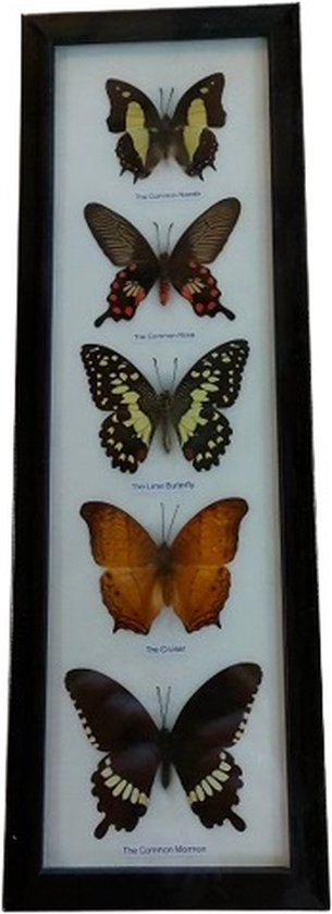 Brave Wings Taxidermy gemonteerd in frame - 3 vlinders
