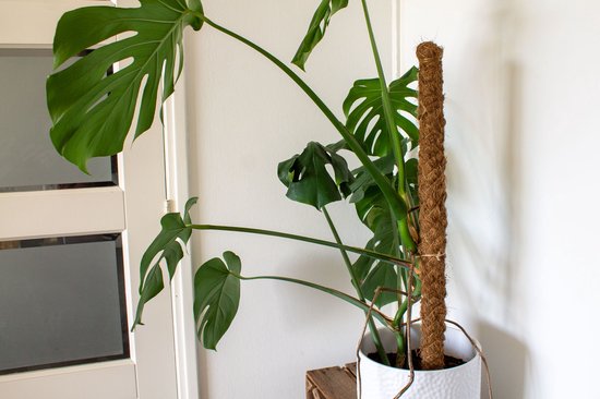 Ferrarium 80 cm mosstok 32mm breed - mos stok 80 cm - kokos stok - cocos stok - Monstera opbinden