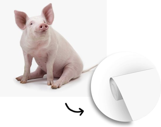 Papier peint photo peint photo vinyle - Porcinet pour fond blanc largeur 240 cm x hauteur 240 cm - Tirage photo sur papier peint (disponible en 7 tailles)