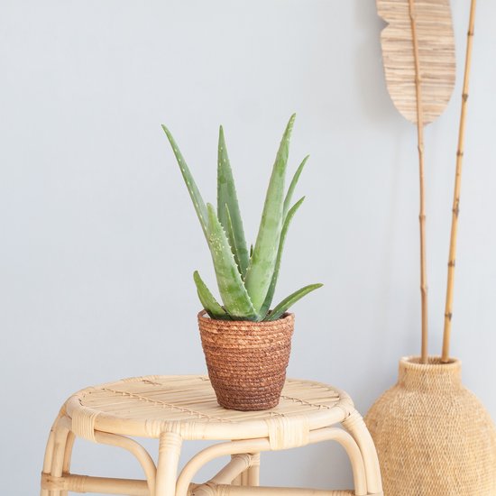 Aloe – Vera – Wonderplant – Hoogte 35cm