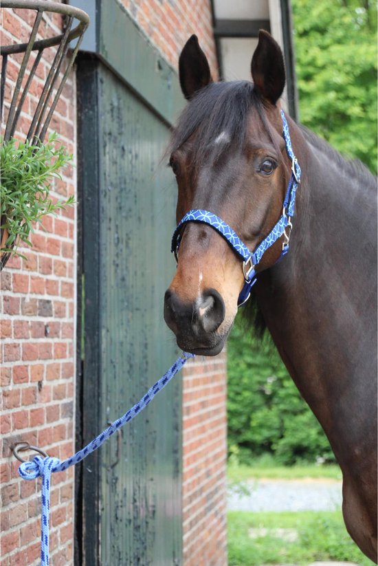 MHS Turnout halster set Cob Blue Rings