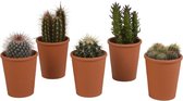 Cactussen van Botanicly – 5 × Cactus mix 5,5 cm x 5 in terracotta pot – Hoogte: 10 cm – Cactus mix - terracotta (3)