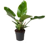 Kamerplant van Botanicly – Philodendron Imperial Green – Hoogte: 60 cm