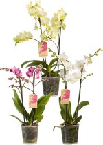 Ferrarium orchidee korrel voeding 100 gram - voeding voor orchidee - orchidee voeding - orchideeënvoeding - orchidee opknappen - bloemen terug orchidee