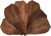 Catappa bladeren 18-28 cm - voor Aquarium - 10 stuks