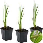 3x Acorus Calamus – Kalmoes – Vijverplant – Onderhoudsvriendelijk – Zone 2-3 – ⌀9cm - 10-20 cm