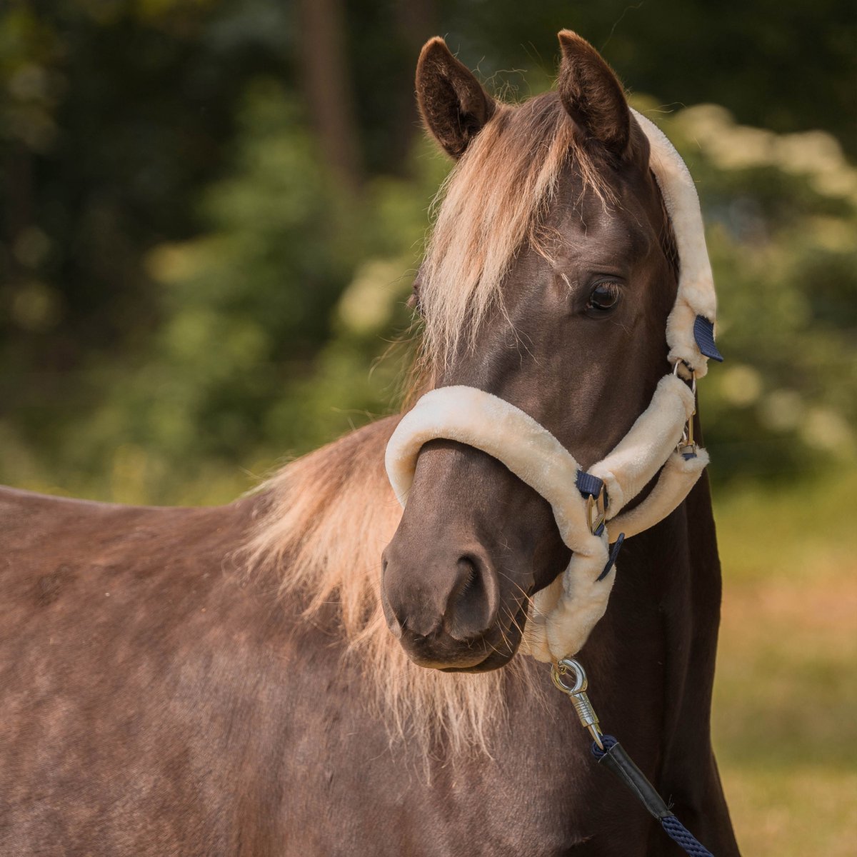 HALSTER MET BONT BESCHERMING | Cob