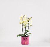 Phalaenopsis Multiflora wit in sierpot Molly Roze – bloeiende witte Orchidee – kamerplant - ↕40-55cm - Ø13 – geleverd met plantenpot – vers uit de kwekerij