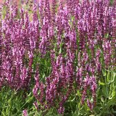 6 x Salvia Nemorosa 'Rose Queen' - Salie pot 9x9cm