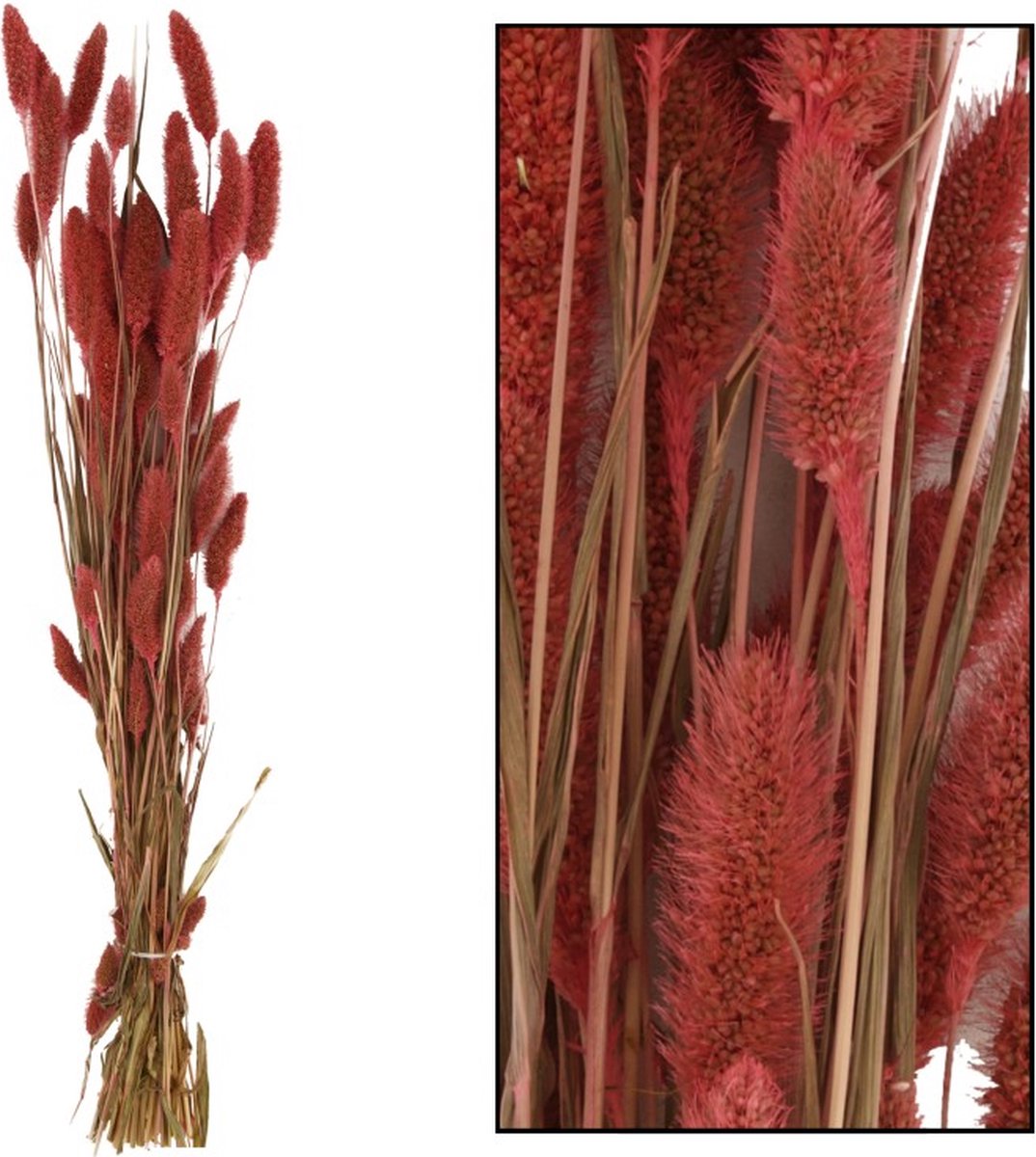 Setaria droogbloem roze