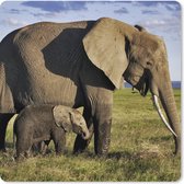 Muismat XXL - Bureau onderlegger - Bureau mat - Olifant - Dieren - Grasvlakte - Groen - Grijs - 50x50 cm - XXL muismat
