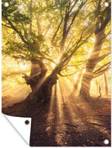Tuinposter - Boom - Tuin - Bos - Zon - Wanddecoratie - 90x120 cm - Tuindoek - Tuindecoratie