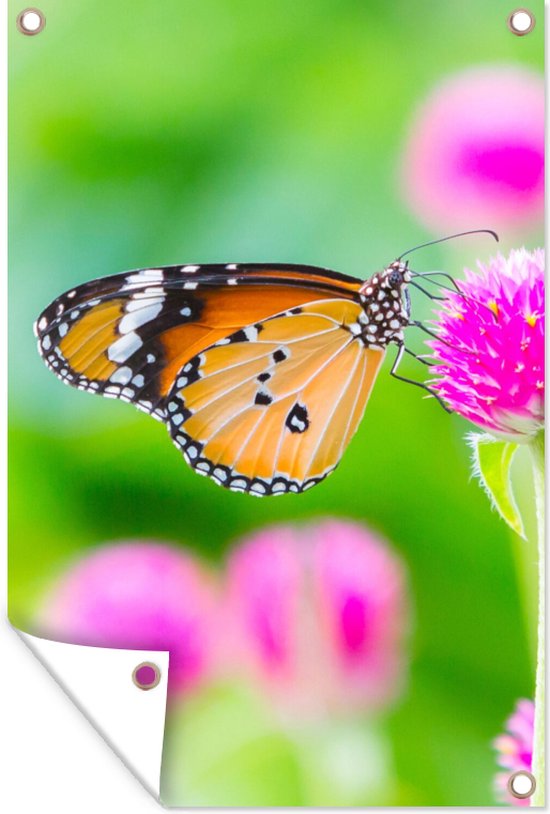 Tuinposter - Vlinder - Insecten - Bloemen - Fauna - Tuindecoratie - 80x120 cm - Tuindoek