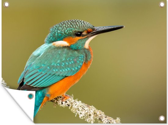 Tuinposter 80x60 cm - Tuindecoratie IJsvogel - Dieren - Vogel - Poster voor in de tuin - Buiten decoratie - Schutting tuinschilderij - Tuindoek muurdecoratie - Wanddecoratie balkondoek