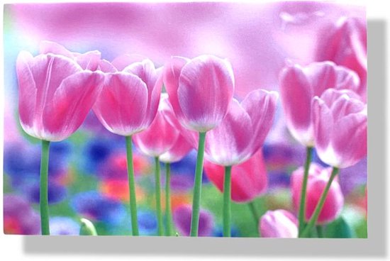 Roze tulpen op een achtergrond van paarse en blauwe bloemen.