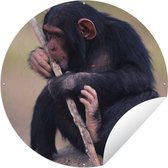 Tuincirkel Chimpansee - Jong - Takken - 120x120 cm - Ronde Tuinposter - Buiten XXL / Groot formaat!