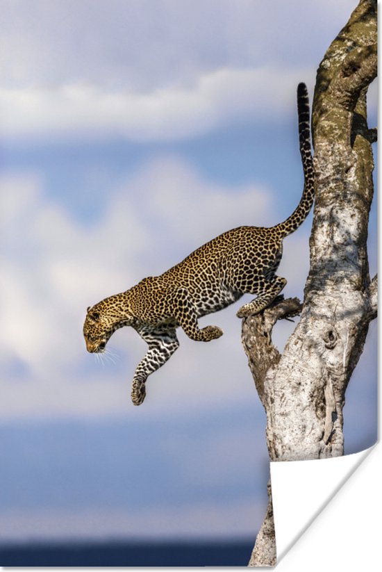 Springende luipaard Poster 120x180 cm - Foto print op Poster (wanddecoratie)