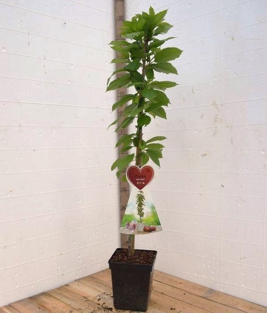 Zuilkersenboom 'Sylvia' met een hoogte van 120 cm in een zwarte pot. Groene bladeren, rechte stam.