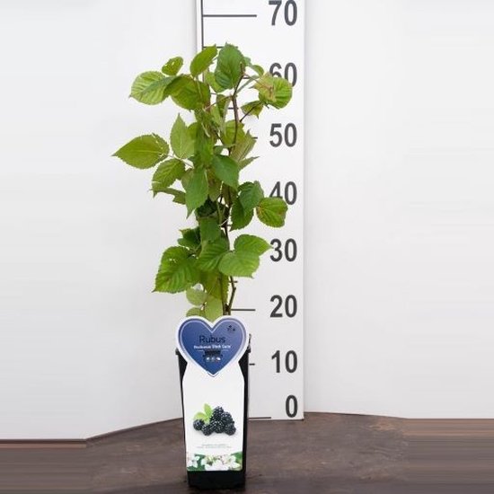 Black Satin bramenstruik -Fruitstruik- 60 cm hoog- Potgekweekt- professioneel telersras