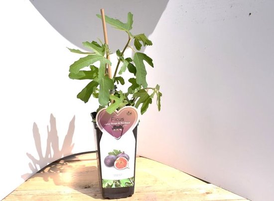 Rouge de Bordeaux- Vijgenboom -50 cm hoog-Potgekweekt- professioneel telersras