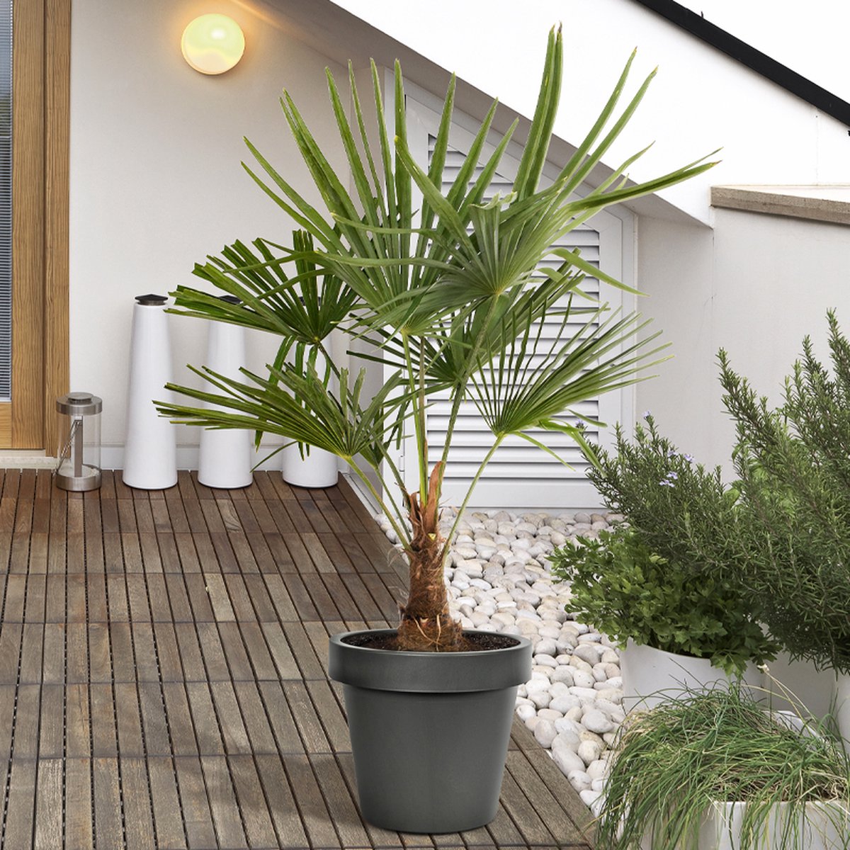 Trendyplants