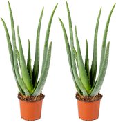 Bol.com Aloe Vera Barbadensis - Vetplant - Set van 2 - Kamerplant - Onderhoudsvriendelijke plant voor binnen - ⌀12 cm - 35-40 cm aanbieding