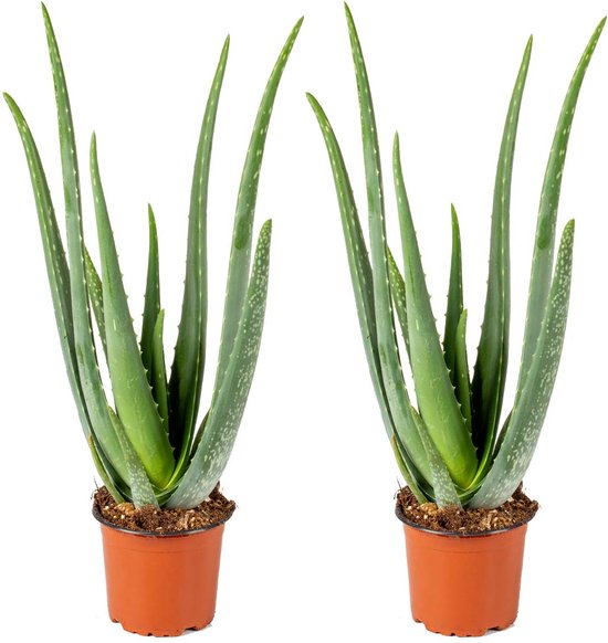 Aloe Vera Barbadensis - Vetplant - Set van 2 - Kamerplant - Onderhoudsvriendelijke plant voor binnen - ⌀12 cm - 35-40 cm
