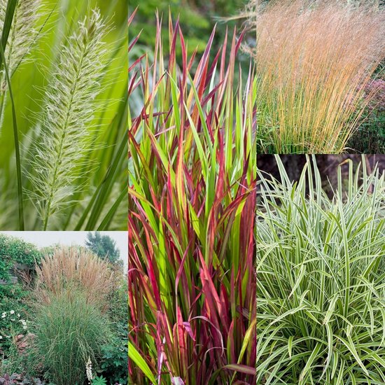 Borderpakket 'Siergrassen' - sterke, onderhoudsarme grassen - 17 planten -  3 m | bol