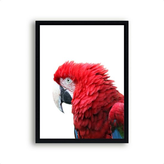 Poster Rode papagaai / Jungle / Safari / 80x60cm