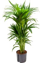 Kentia palm forsteriana cairns hydrocultuur plant