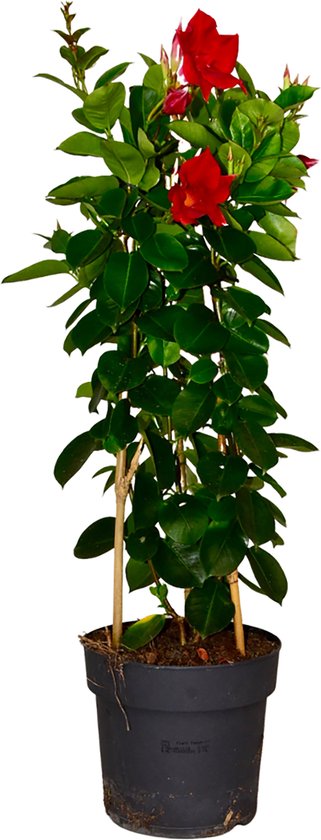 Attitude Jardin - Bananier musa - plante d'intérieur & extérieur - 70-80 cm - ⌀ 20 cm - purificateur d'air