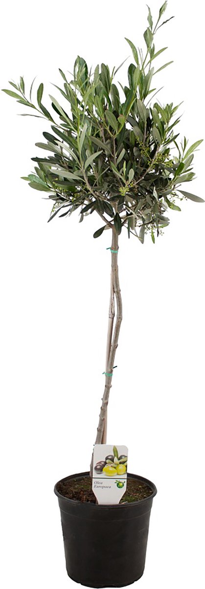 ZynesFlora - Olea Europea - Olijfboom - Ø 21 cm - Hoogte: 80-90 cm - Buitenplant - Tuinplant - Winterhard