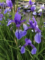 6 x Iris Sibirica -Baardloze Iris pot 9x9cm