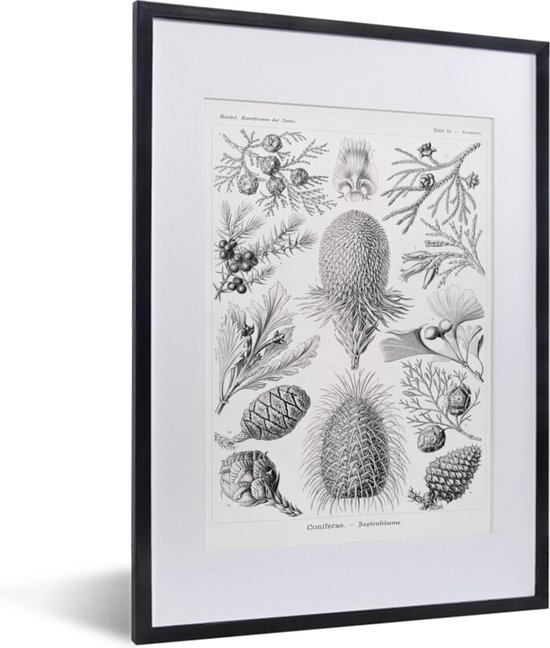 Fotolijst incl. Poster - Coniferen - Ernst Haeckel - Kunst - Retro - Illustratie - Natuur - 30x40 cm - Posterlijst