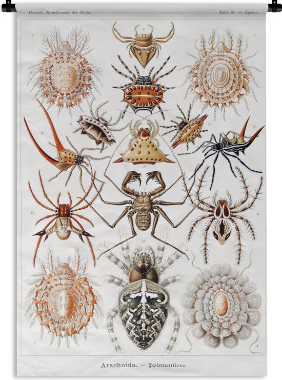 Wandkleed - Wanddoek - Retro - Spin - Ernst Haeckel - Spinnen - 60x90 cm - Wandtapijt