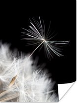 Affiche Bloem - Pissenlit - Plante - 30x40 cm